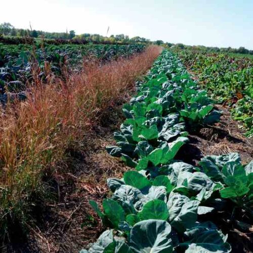 Try Beetle Banks for Organic Pest Management